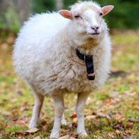 sheep sheep