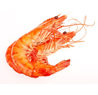 shrimp