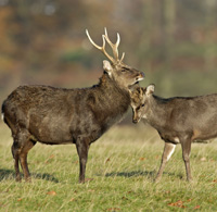 sika deer