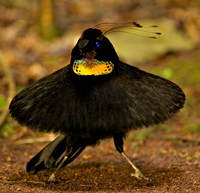 six plumed bird of paradise
