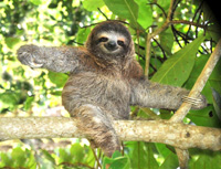 sloth
