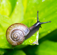 snail