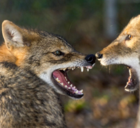snarl