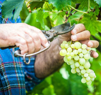 snip