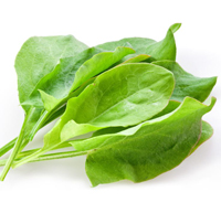 sorrel