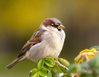 sparrow