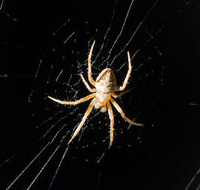 spider