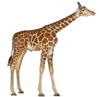 spindly