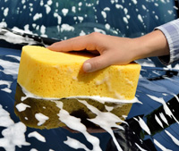 sponge