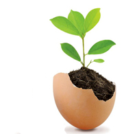 sprout up