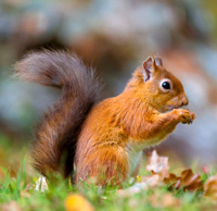 squirrel