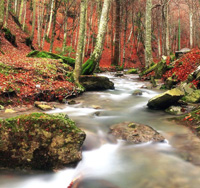 stream