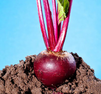 sugar beet