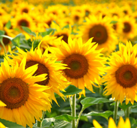 sunflower