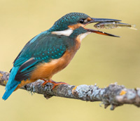 swallow