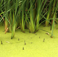swamp
