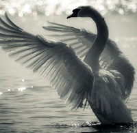 swan