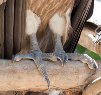 talon