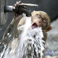 thirsty