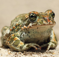 toad