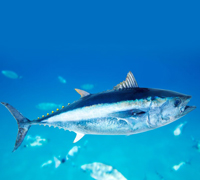 tuna