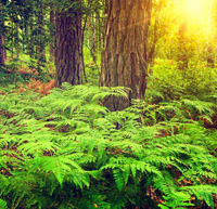 undergrowth