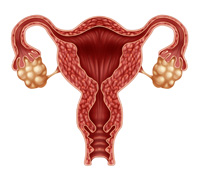 uterus