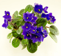 violet