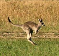 wallaby