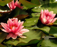 water-lily