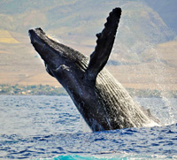 whale