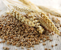 wheat kernel