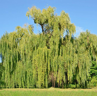 willow
