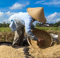winnowing