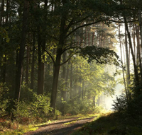 woodland