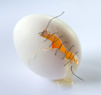 wounded